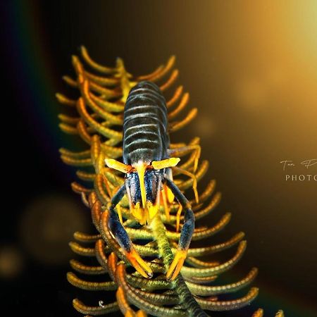 K2 Lembeh Dive Resort Bitung Esterno foto
