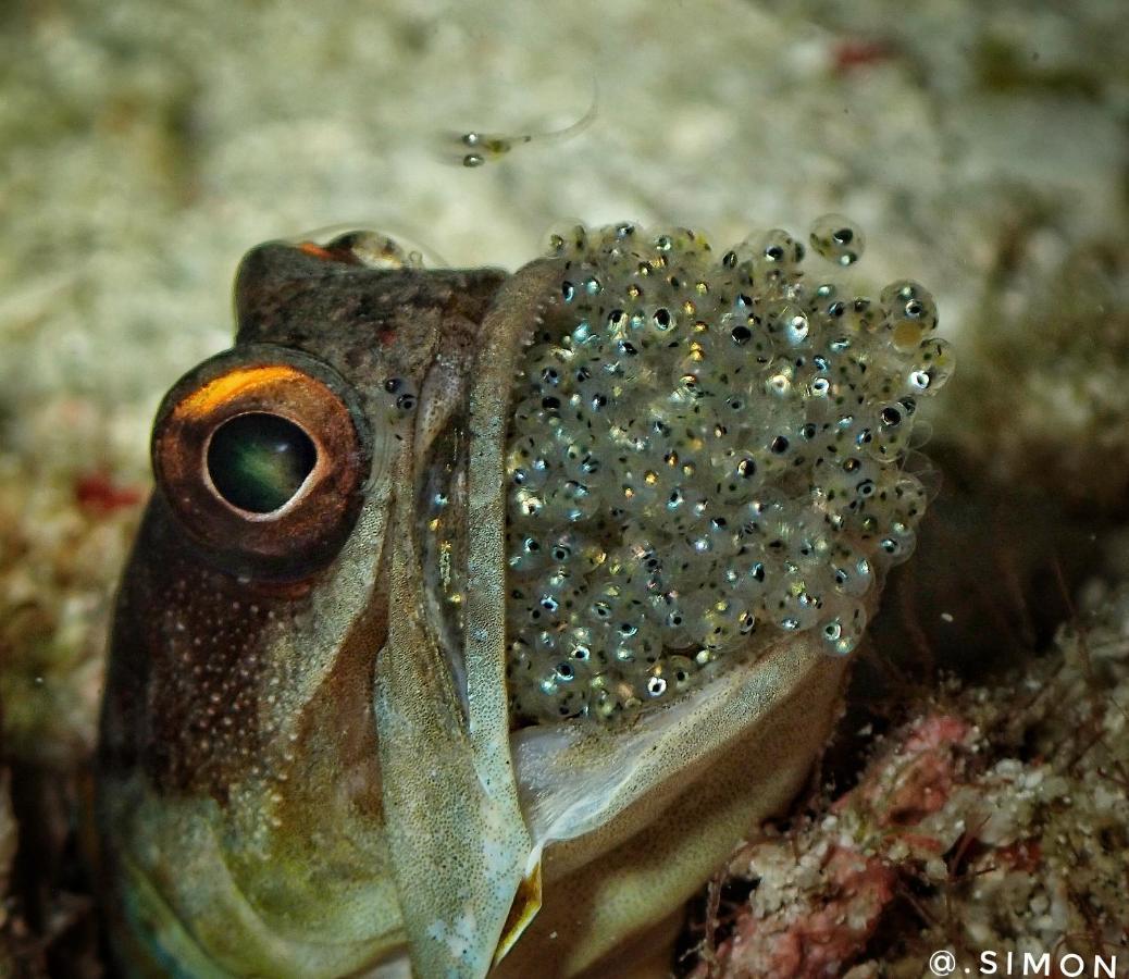 K2 Lembeh Dive Resort Bitung Esterno foto