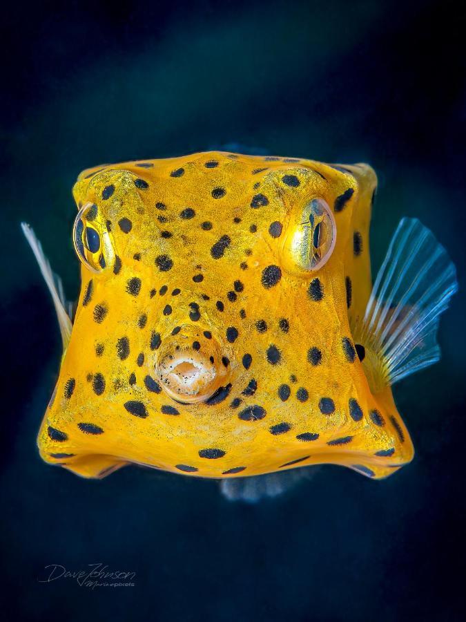 K2 Lembeh Dive Resort Bitung Esterno foto