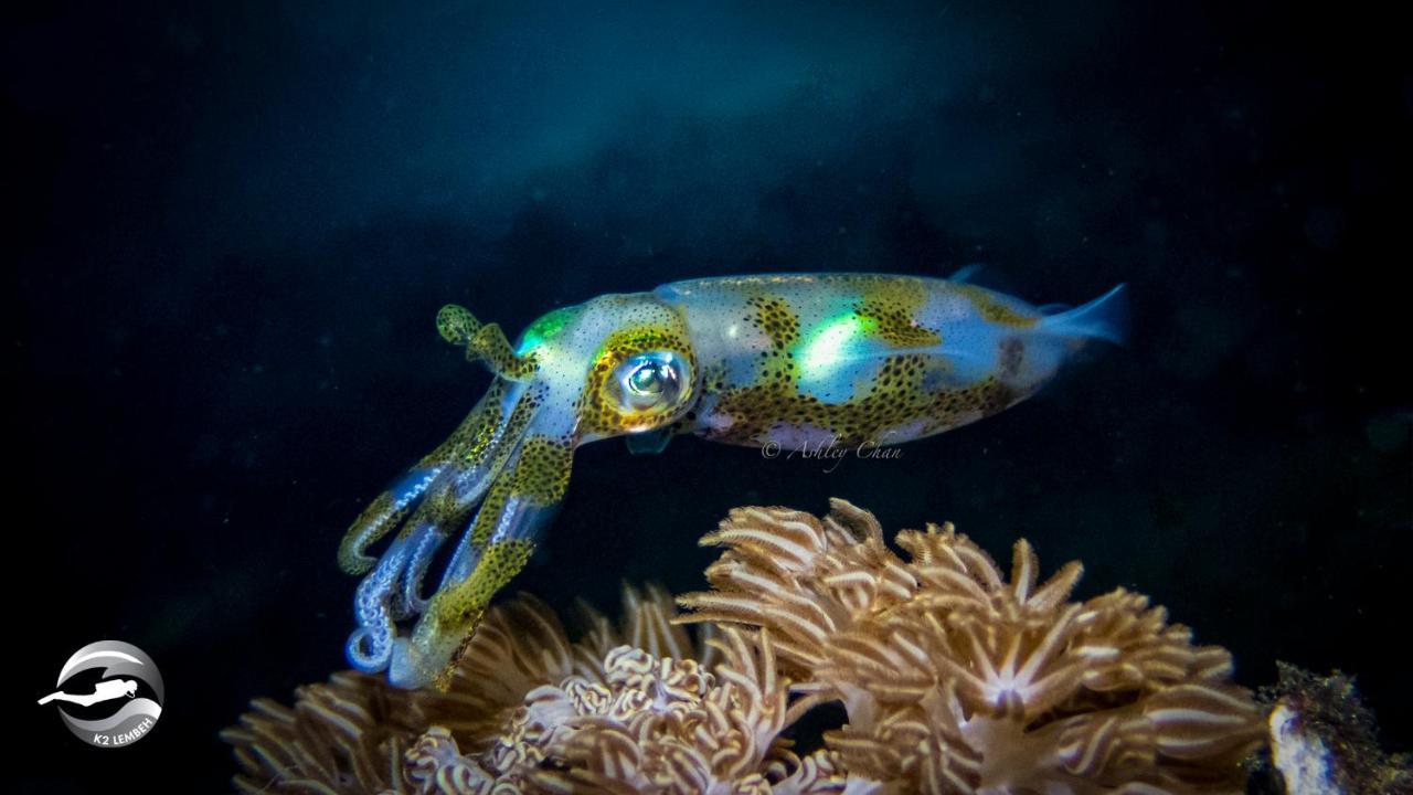 K2 Lembeh Dive Resort Bitung Esterno foto